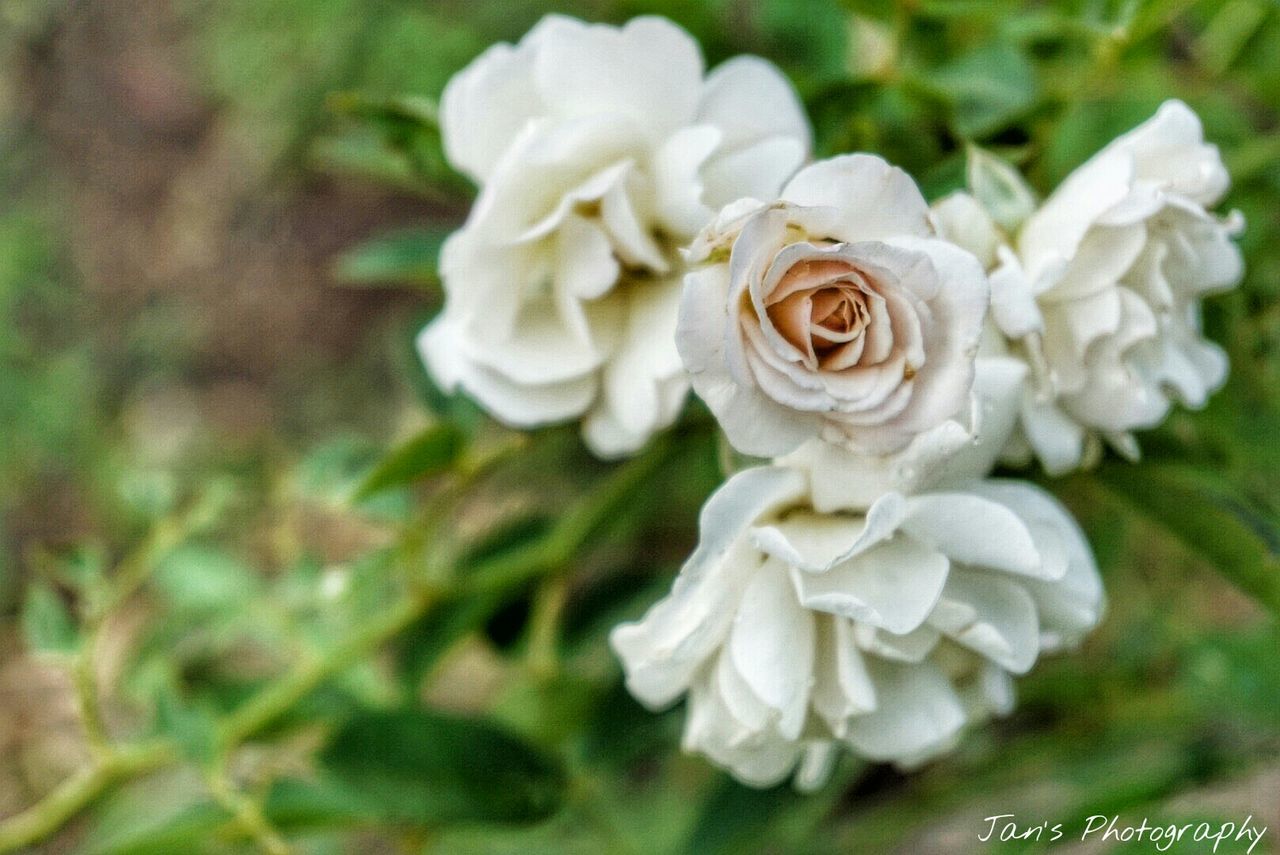 flower, petal, fragility, flower head, freshness, beauty in nature, growth, close-up, focus on foreground, white color, blooming, nature, rose - flower, plant, in bloom, park - man made space, selective focus, blossom, single flower, outdoors