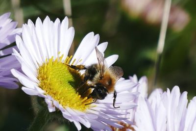 Close-up of honey bee on flower