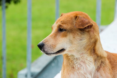 Close-up of a dog looking away