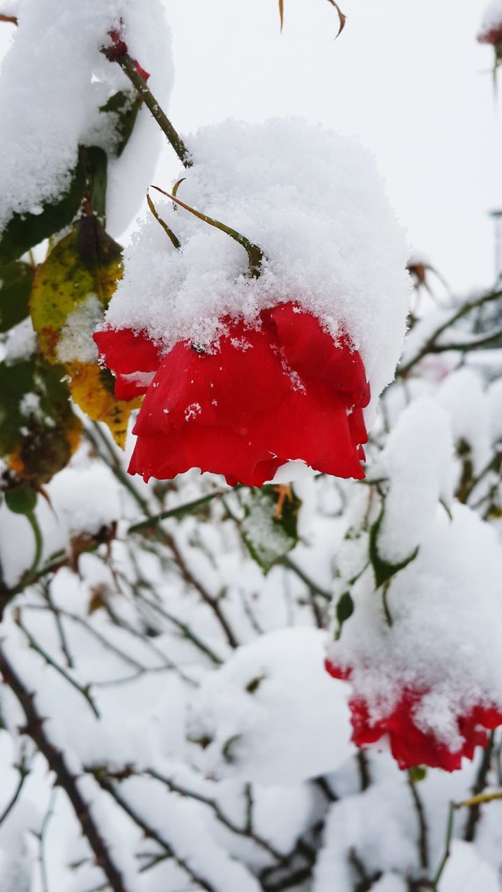 snow, winter, cold temperature, season, weather, red, frozen, focus on foreground, covering, white color, close-up, day, tree, nature, outdoors, selective focus, street, covered, snowing, rain