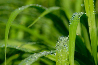 Close-up of raindrops on grass