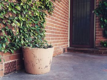 Potted plants on wall of building