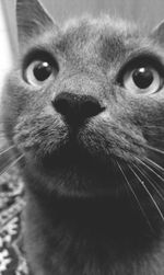 Close-up portrait of cat