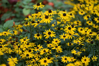 Close-up of yellow flowering plants on field