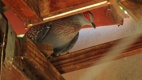 Close-up of bird perching on wood