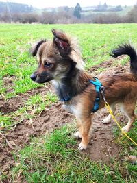 Dog in field