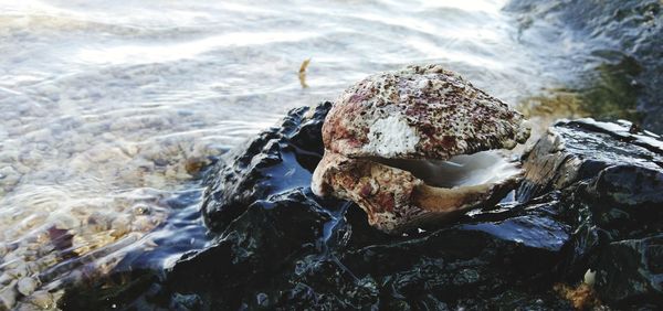 Close-up of shell on rock in sea