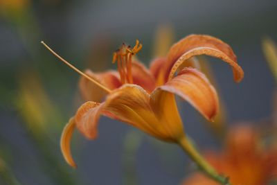 Close-up of day lily blooming outdoors