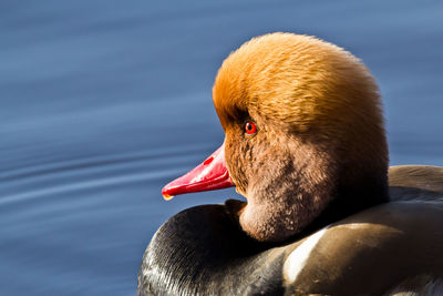 Close-up of swan on shore