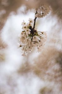 Close-up of cherry blossom tree