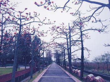 Narrow pathway along trees