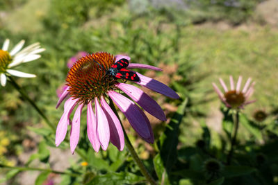 Close-up of honey bee on purple flower