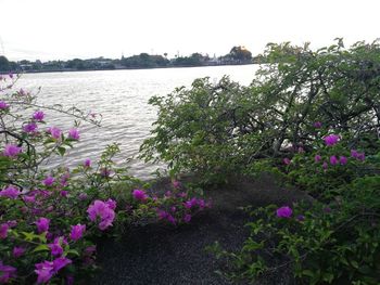 Pink flowering plants by river against sky