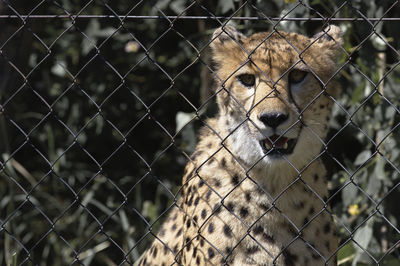 Close-up of cat seen through chainlink fence