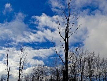 Low angle view of tree against cloudy sky