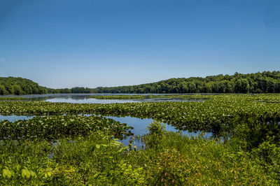 Scenic view of lake against clear sky