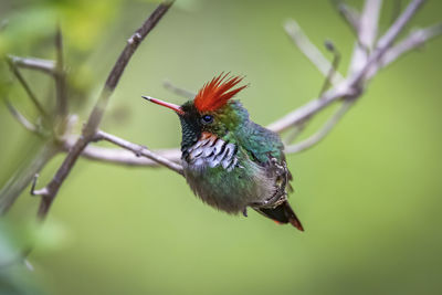 Close-up of bird perching on branch