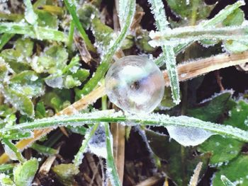 Close-up of ice on plants