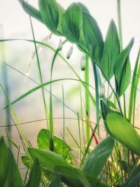 Close-up of green plant