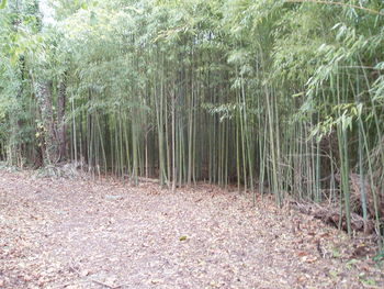 View of bamboo trees in forest