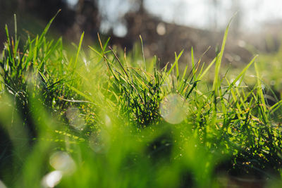 Close-up of grass growing on field