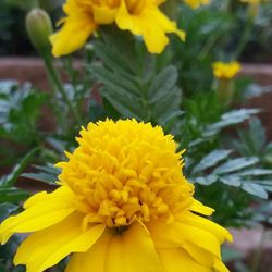 Close-up of yellow flowers