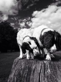 Dogs standing on tree stump against cloudy sky
