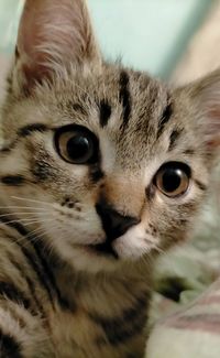 Close-up portrait of a cat