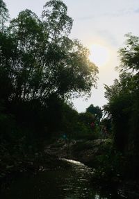 Trees against sky during sunset