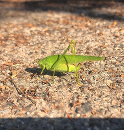 Close-up of insect on leaf