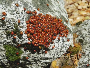 Close-up of berries on tree