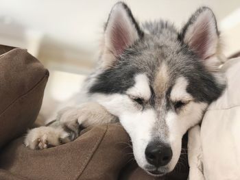 Sleeping husky