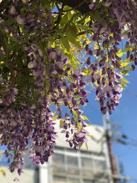 Low angle view of flower tree against sky