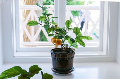 Potted plant on window sill at home