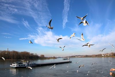 Seagulls flying over sea