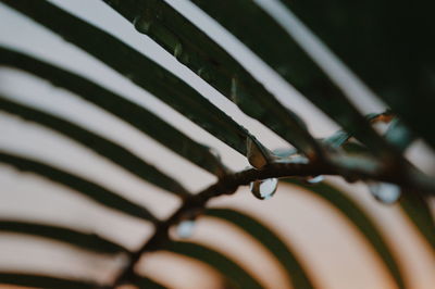 Close-up of metal
