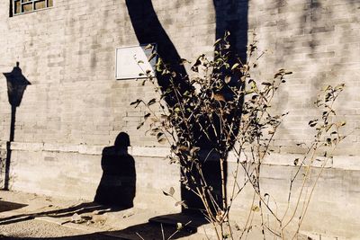 Shadow of man sitting on wall against building