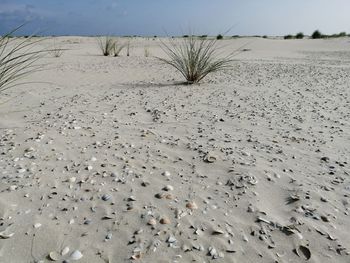 Surface level of sand on beach against sky