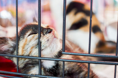 Close-up of cat in cage