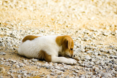 Side view of animal relaxing on rock