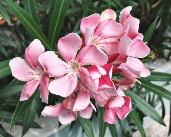 Close-up of pink flowering plant