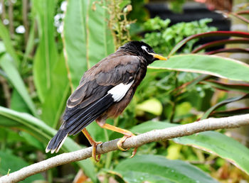 Close-up of bird perching on branch