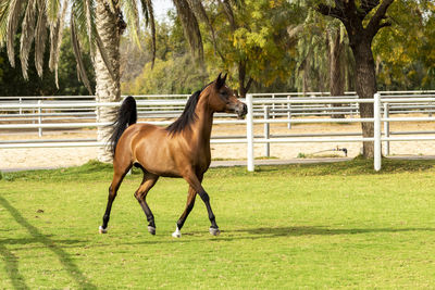 Side view of horse in ranch