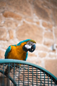 Close-up of a bird