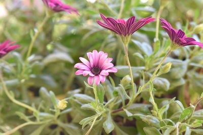 Close-up of pink flowering plant