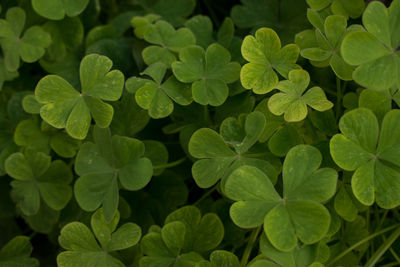 High angle view of raindrops on leaves