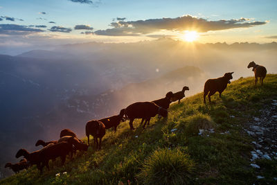 Silhouette cows walking on grassy mountain against cloudy sky