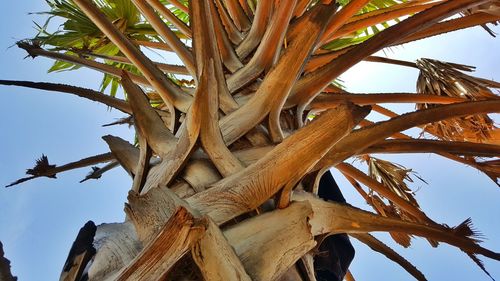 Low angle view of tree against blue sky