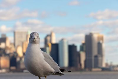 Close-up of seagull perching on a city