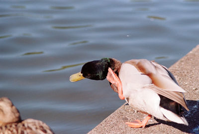 Close-up of a duck in lake